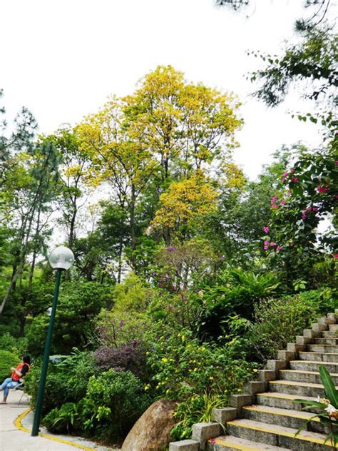 錦葉欖仁|樹木谷Hong Kong Tree Society